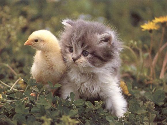 hot chick with nice pussy.jpg